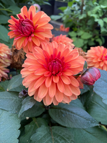 New Year 2026 Collection #35