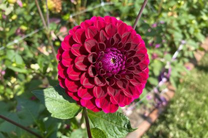 Hapet Schwarzer Peter 