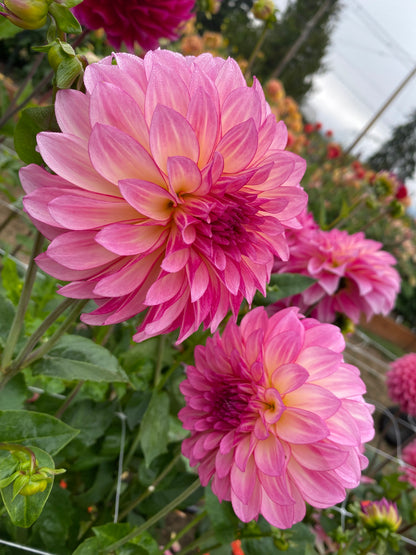 Clifton Jordie (Limit 1)