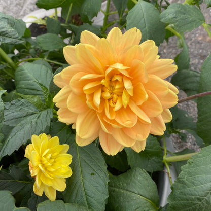 Monet Glory (Limit 1)