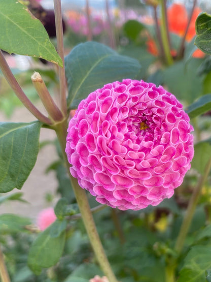 Wills Ringwood Rosie