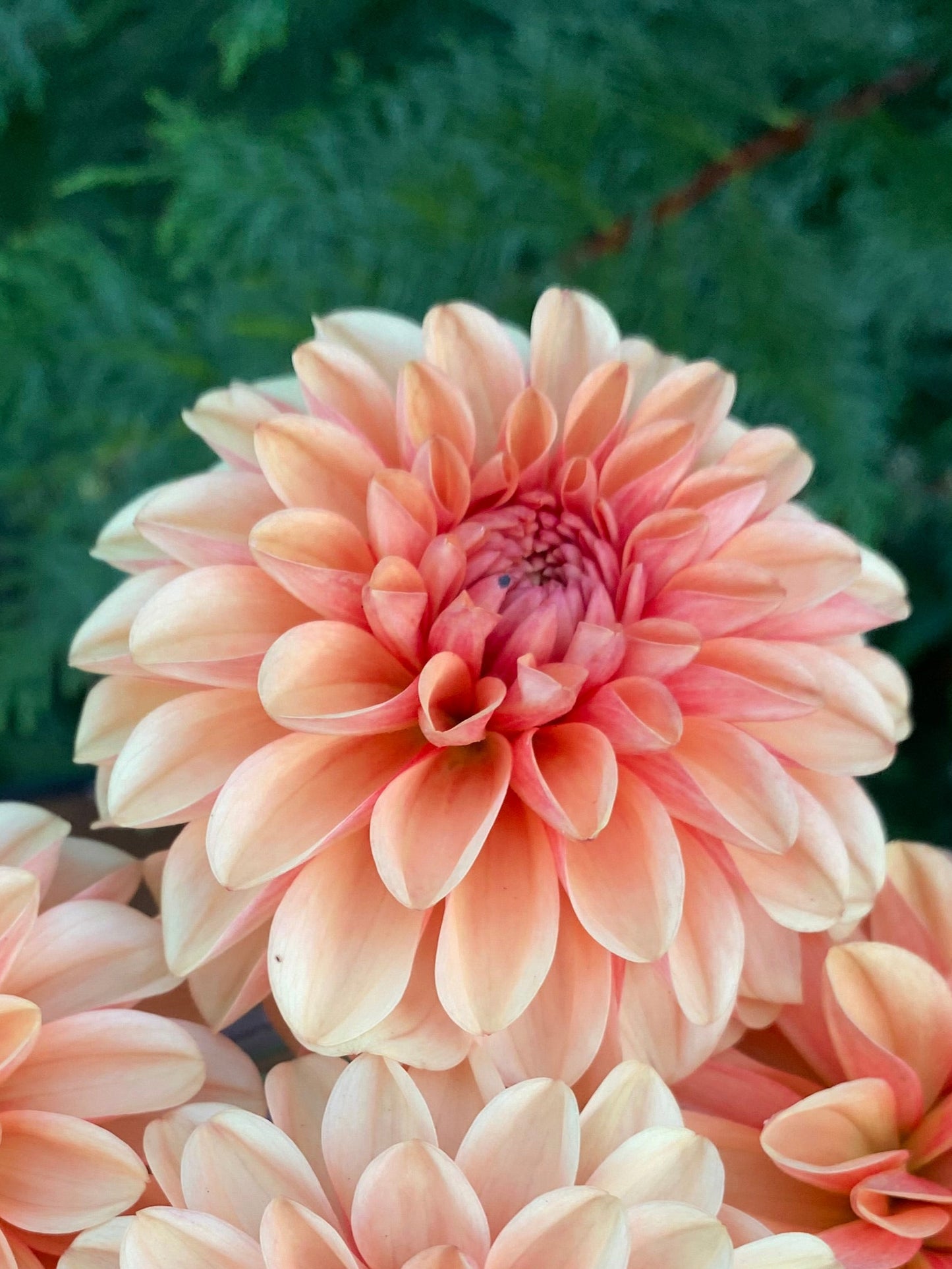 Mission Gingersnap (Limit 1)