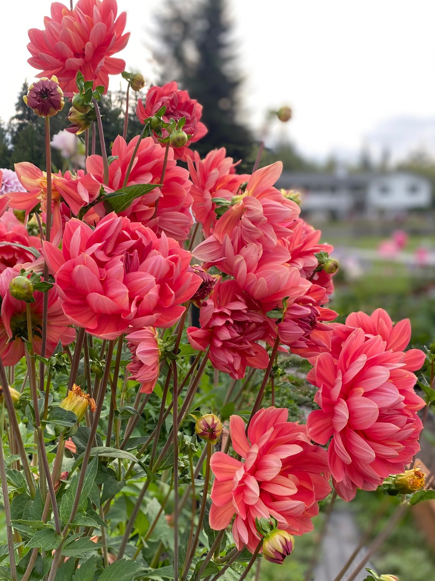 New Year 2026 Collection #33