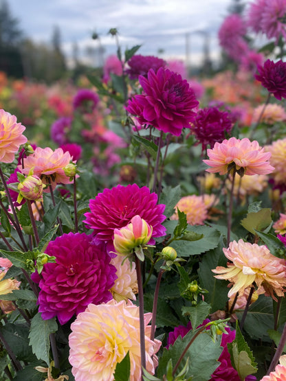 Sandia Nocturne (Limit 1)