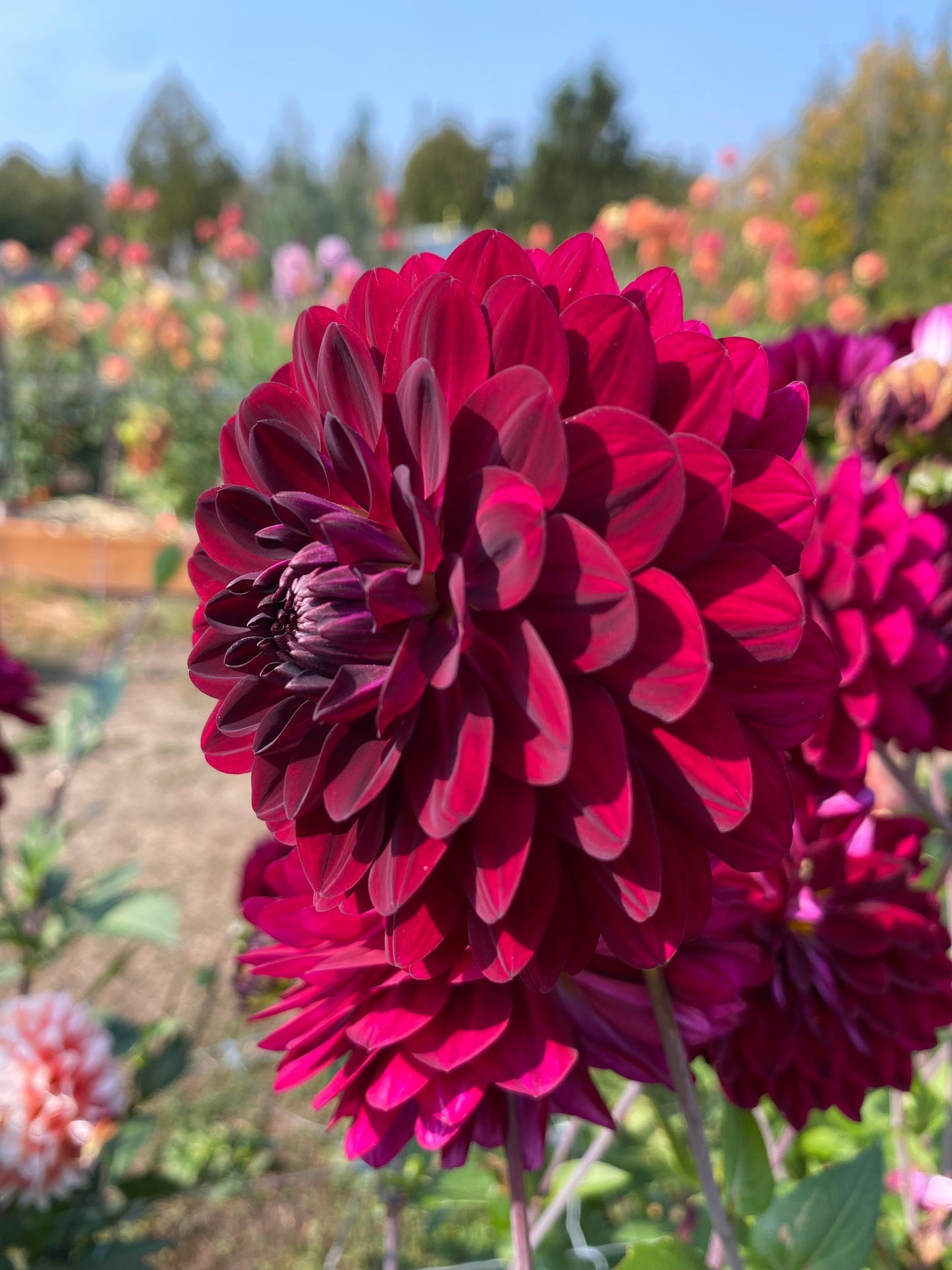 Stephanie’s Wedding