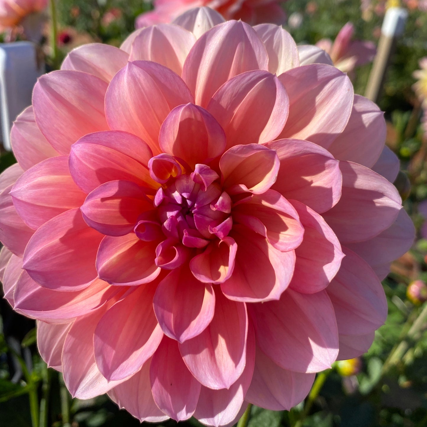 Sandia Rose (limit 1)