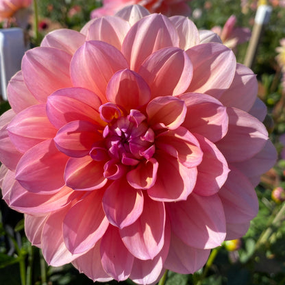 Sandia Rose (limit 1)