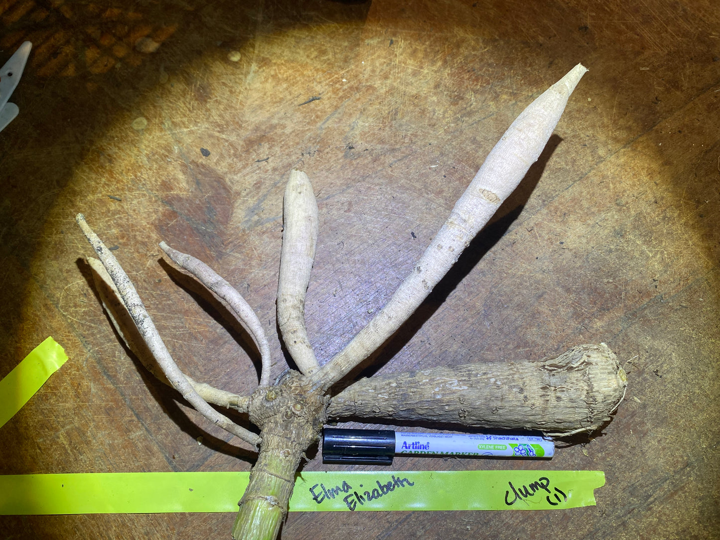 Elma Elizabeth (clump)