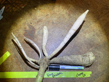 Elma Elizabeth (clump)