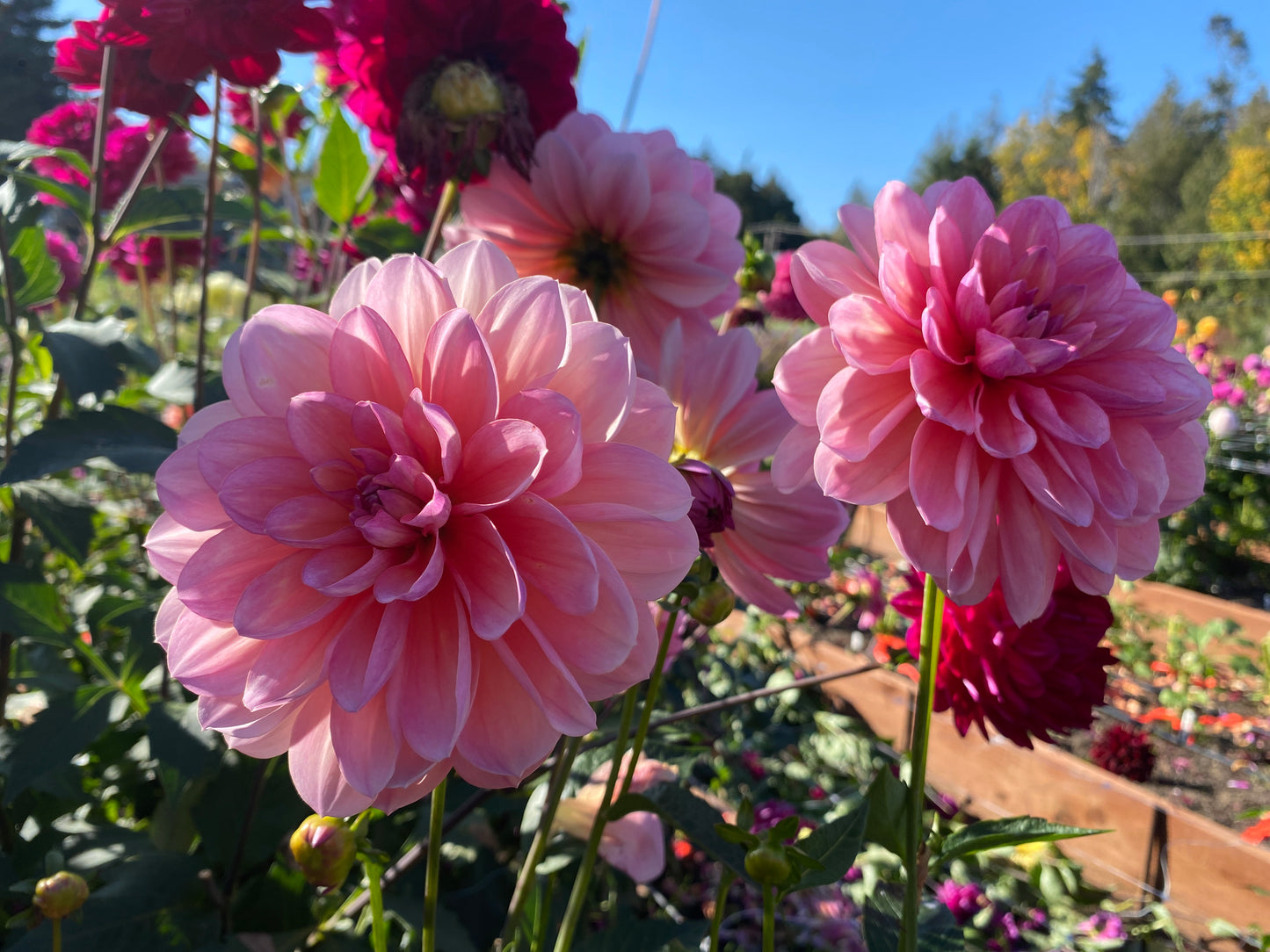 Sandia Rose (limit 1)