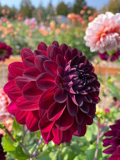 Stephanie’s Wedding