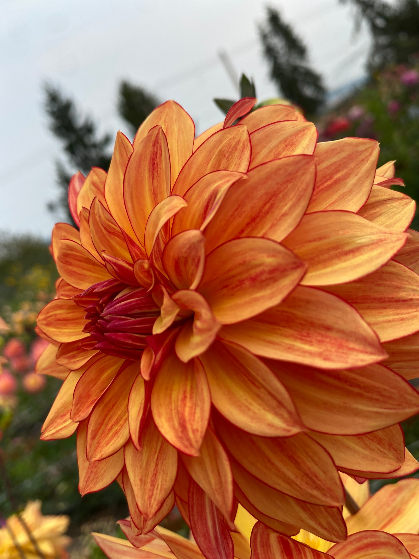 New Year 2026 Collection #33