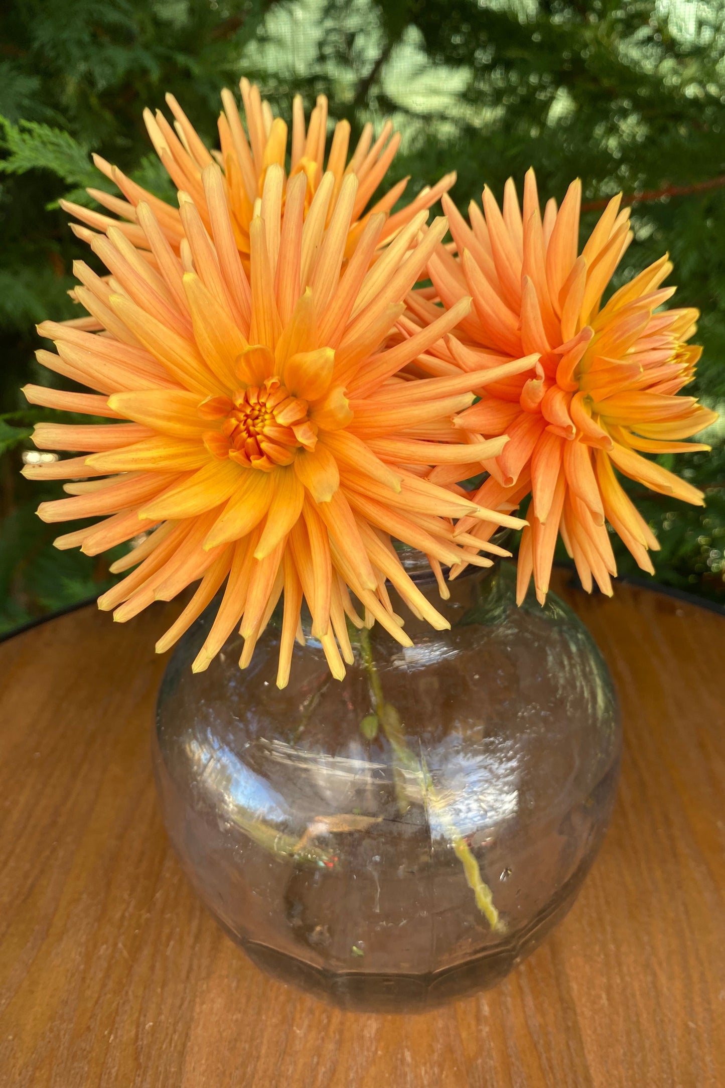 Ferncliff Paradise (Limit 1)