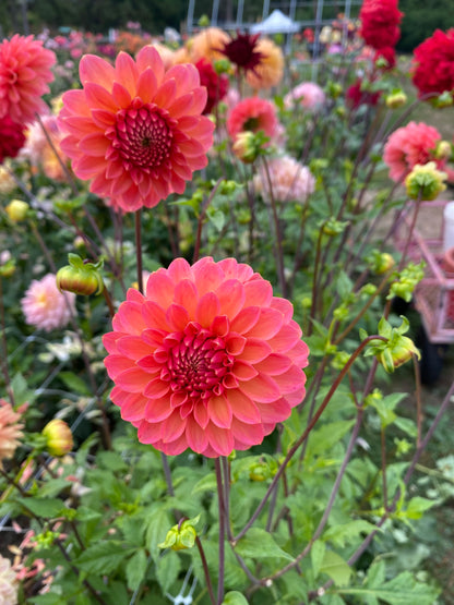 New Year 2026 Collection #45