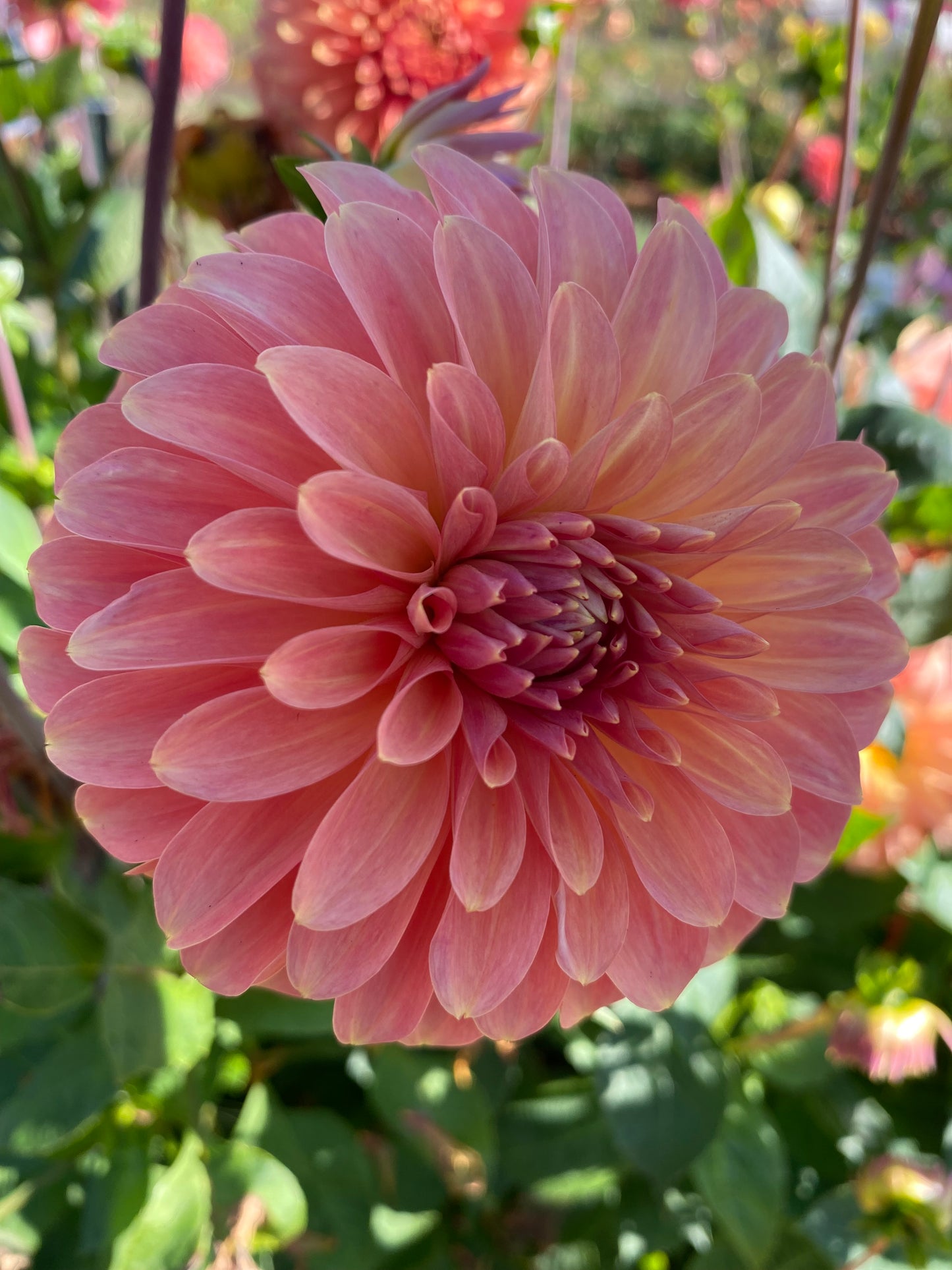 New Year 2026 Collection #45