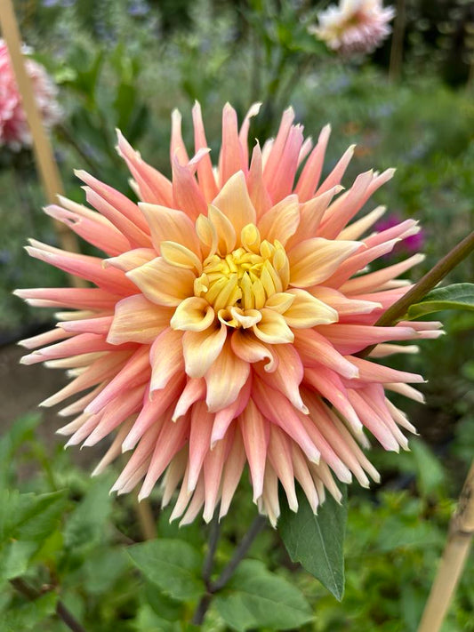 River’s Queen Prestine