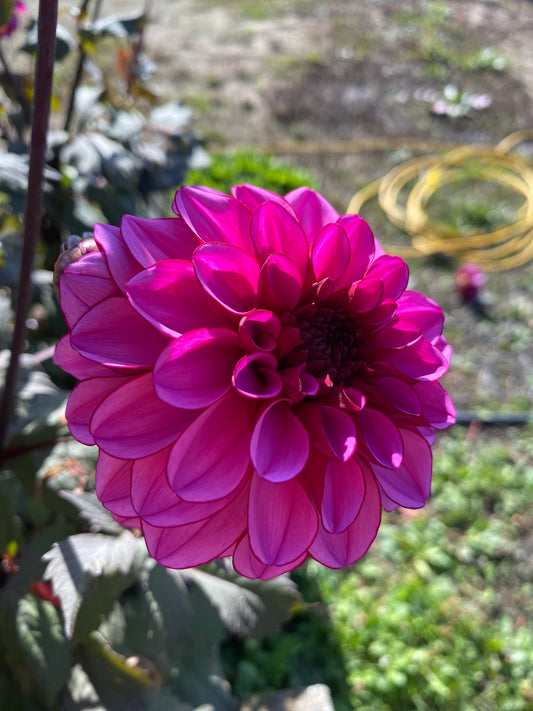 Melissa Anne Marijke