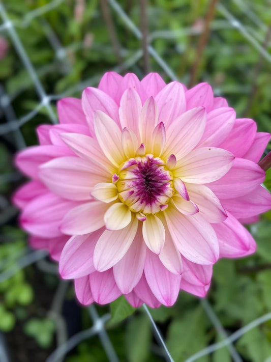 Lucca Johanna (Limit1)