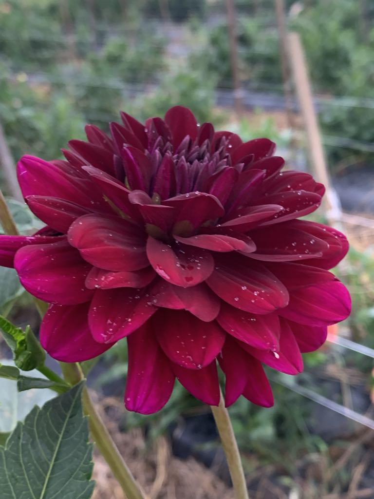 Karma Naomi (Limit1)