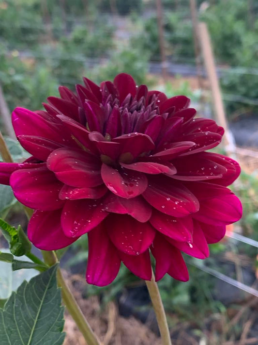 Karma Naomi (Limit1)