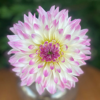 Mackenzie Violet (Clump)