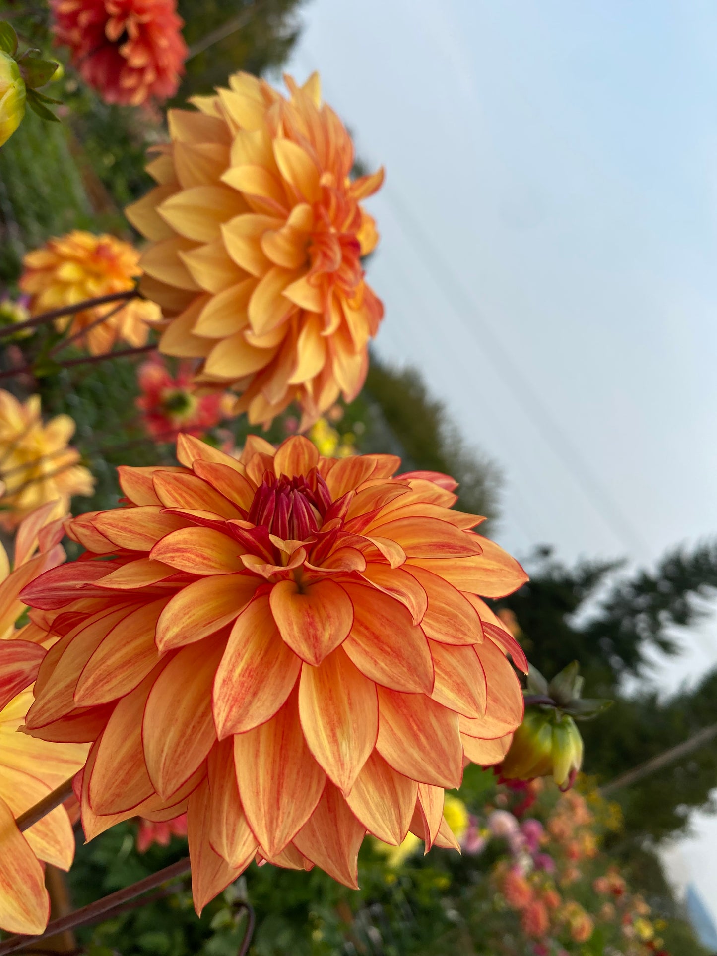 New Year 2026 Collection #33