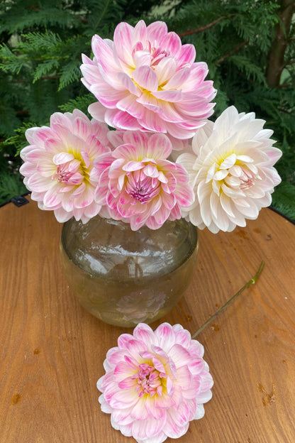 Kelgai Ann (Ugly Tubers)