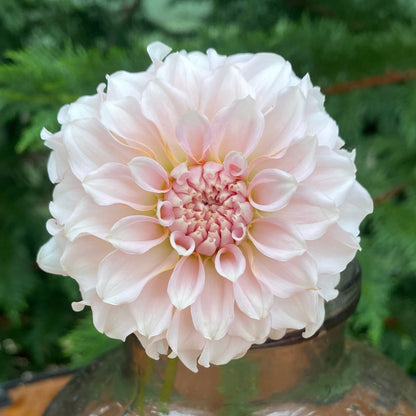 Levi’s Opal Twist (Limit1)