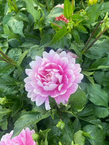 Hollyhill Pink Parfait