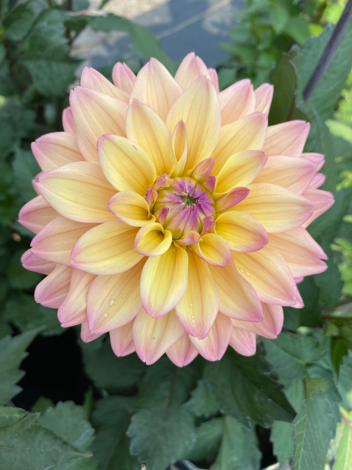 New Year 2026 Collection #37