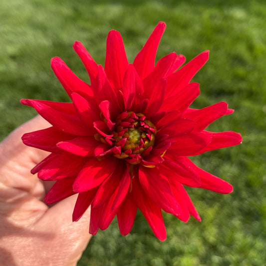 Karma Irene (Limit1)