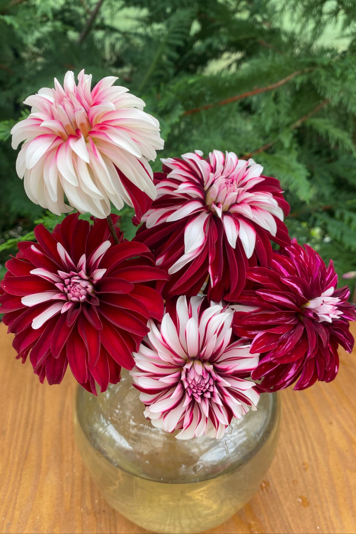 Irish Blackheart & Pink Sport Irish Blackheart