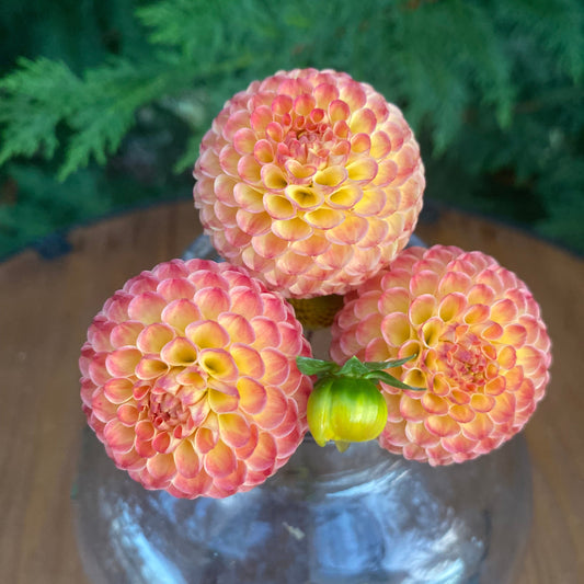 Minley Carol (Limit1)