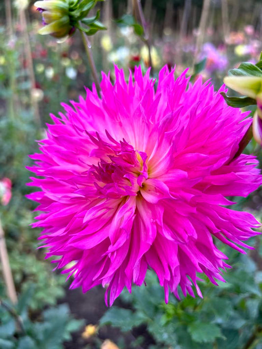 Lakeview Gertie (Ugly)