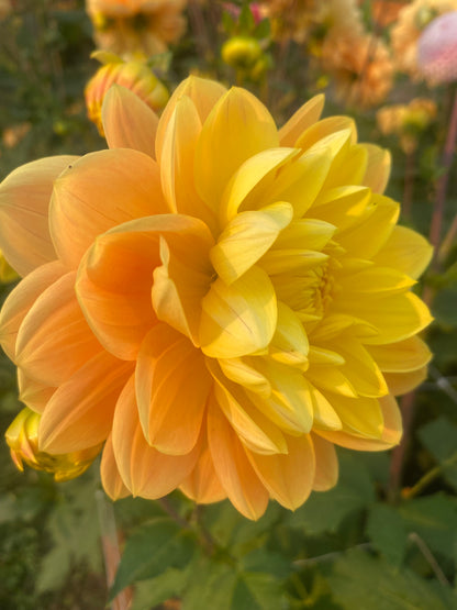 Monet Glory (Limit 1)