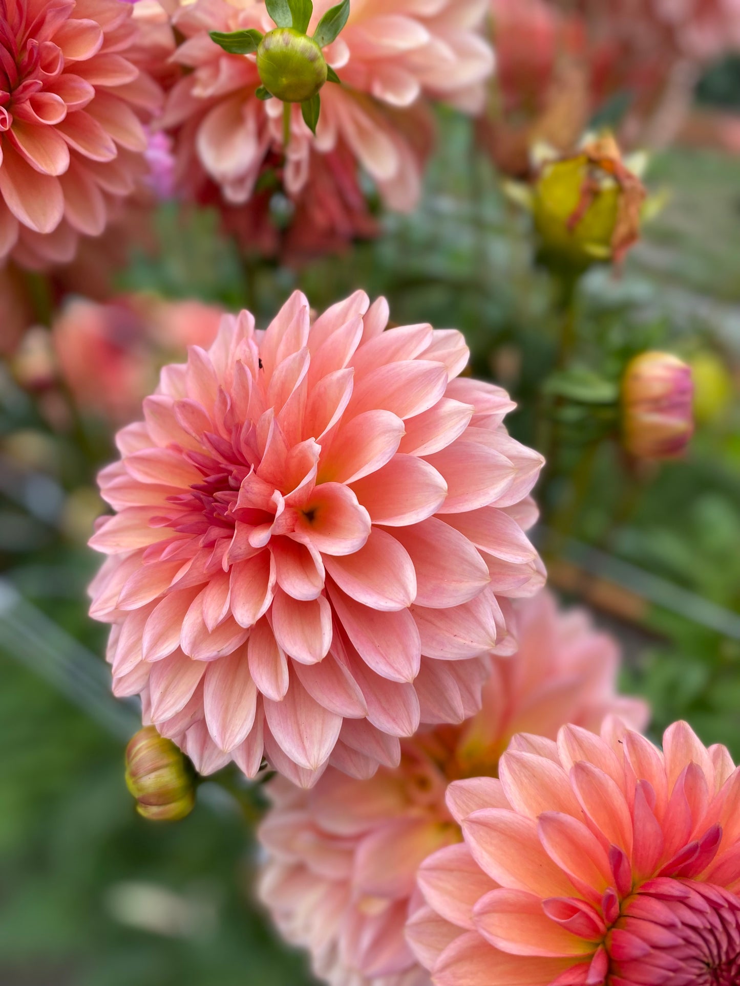 New Year 2026 Collection #33