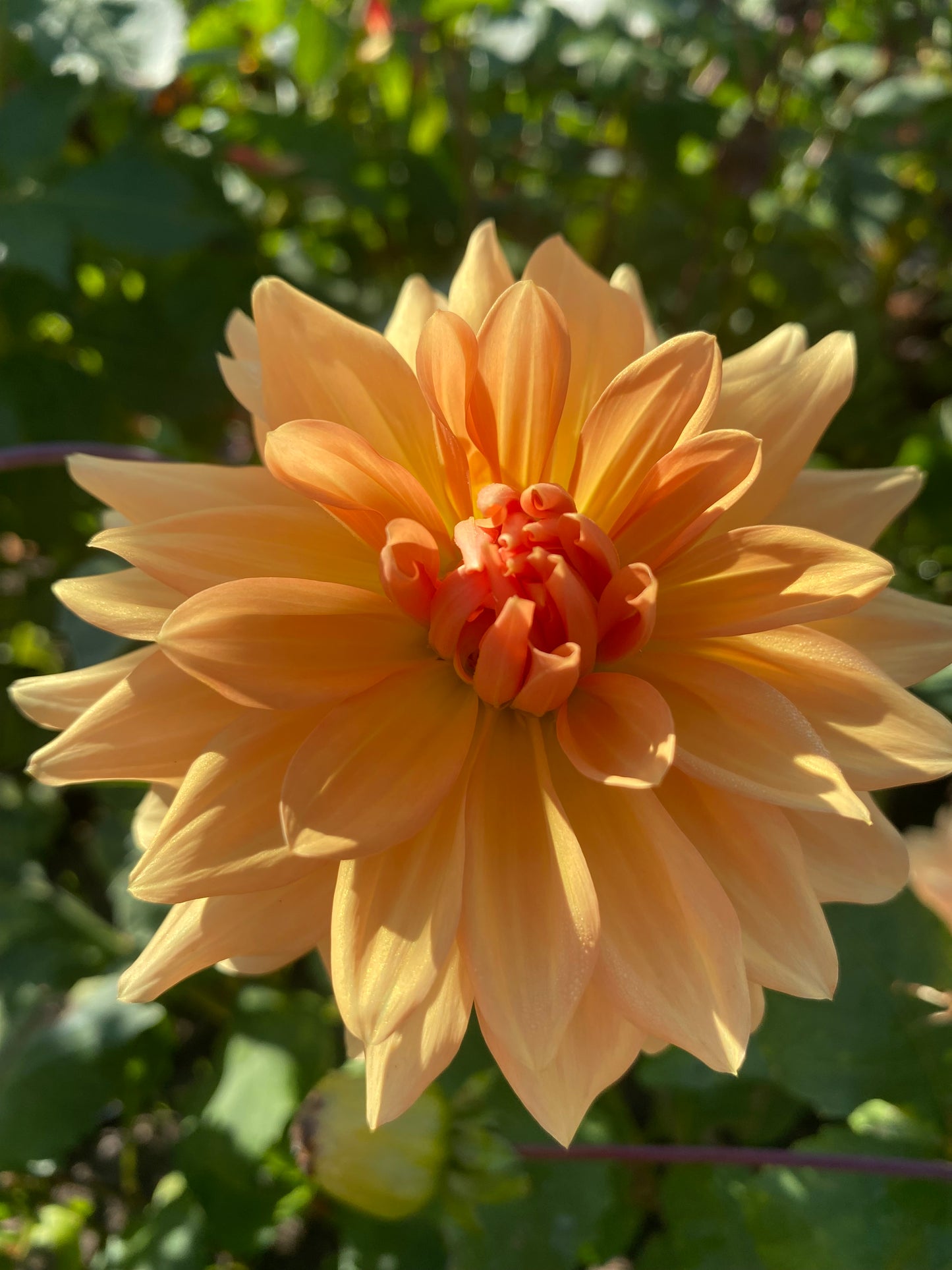 Lee’s Turmeric Tea