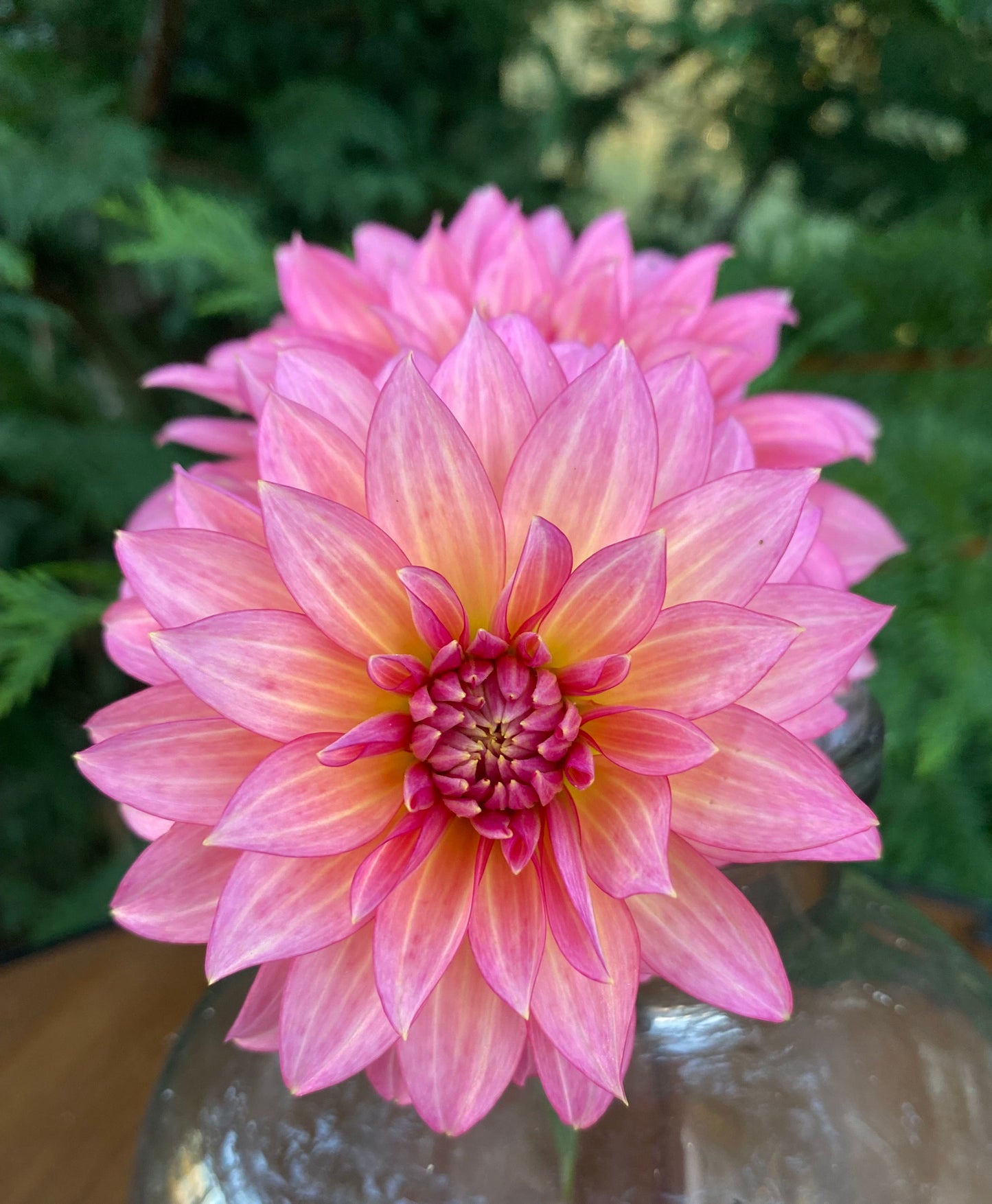 Sandia Ruthie (Limit 1)