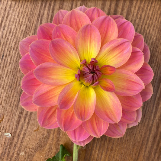 Oregon Sunset (Limit 1)