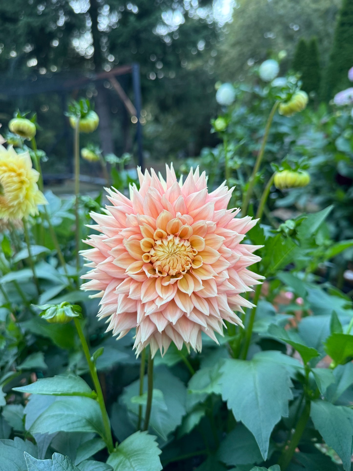 Lee’s Apricot Fizz