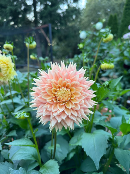 Lee’s Apricot Fizz