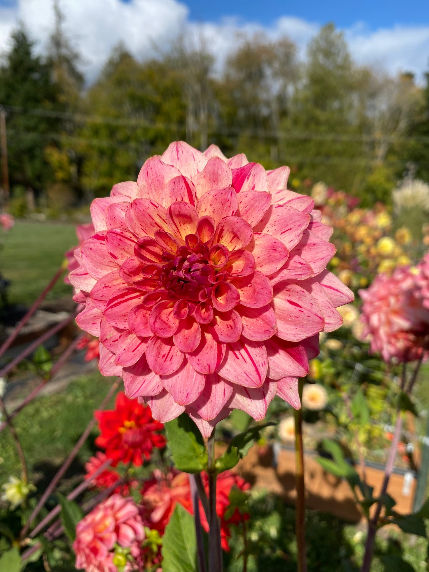 Van Isle Salish Sunset