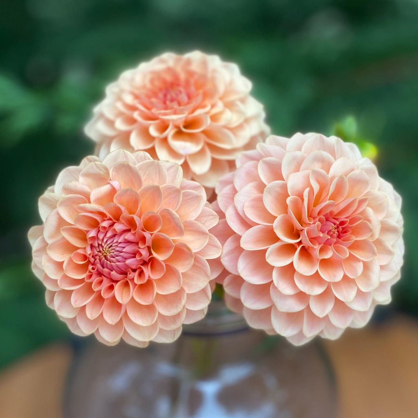 Verrone’s Socrates