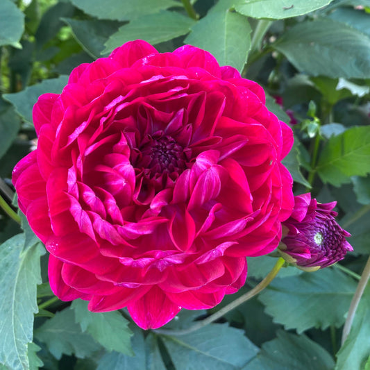 Sandia Bertha (Limit 1)