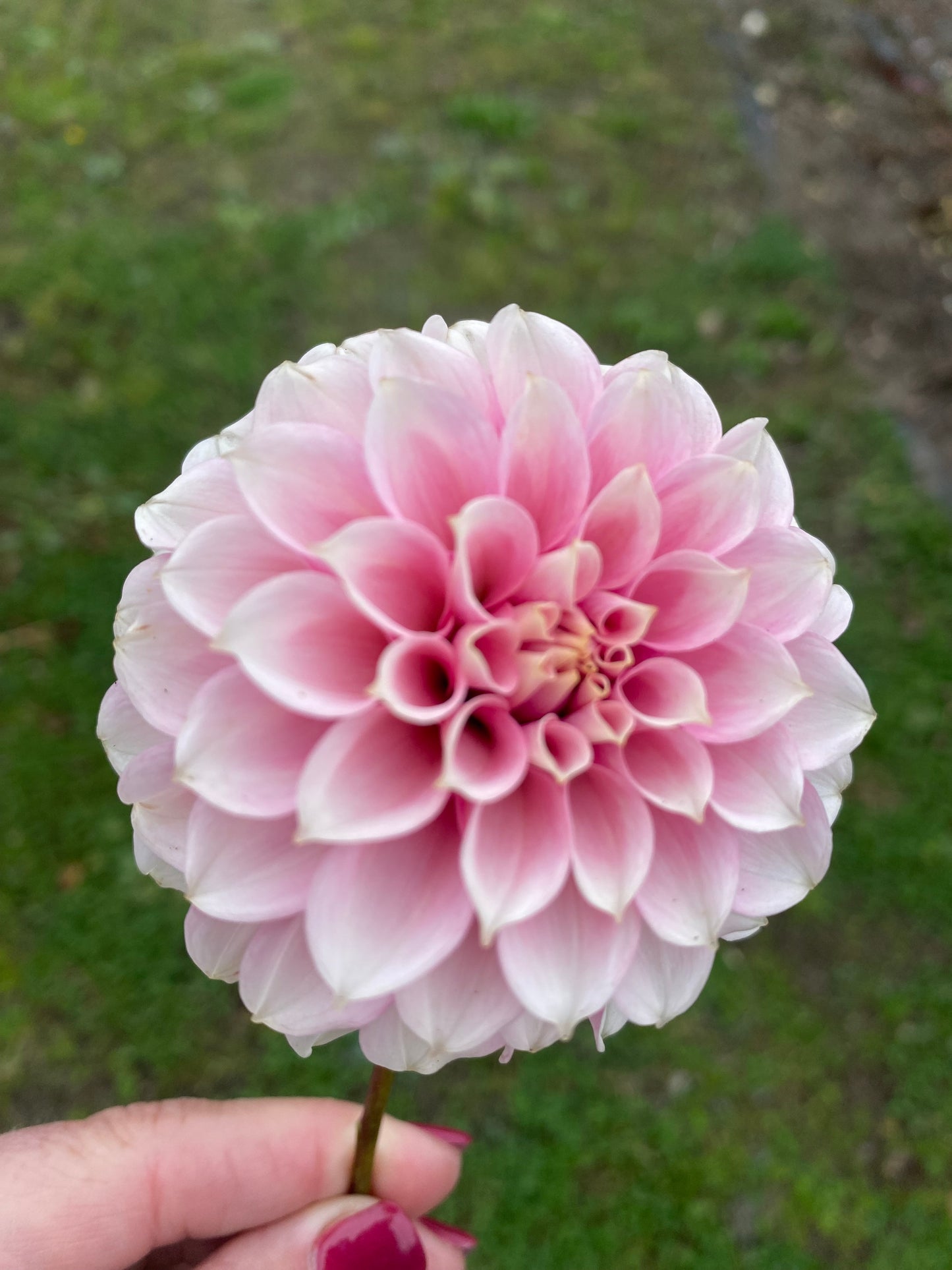 New Year 2026 Collection #30