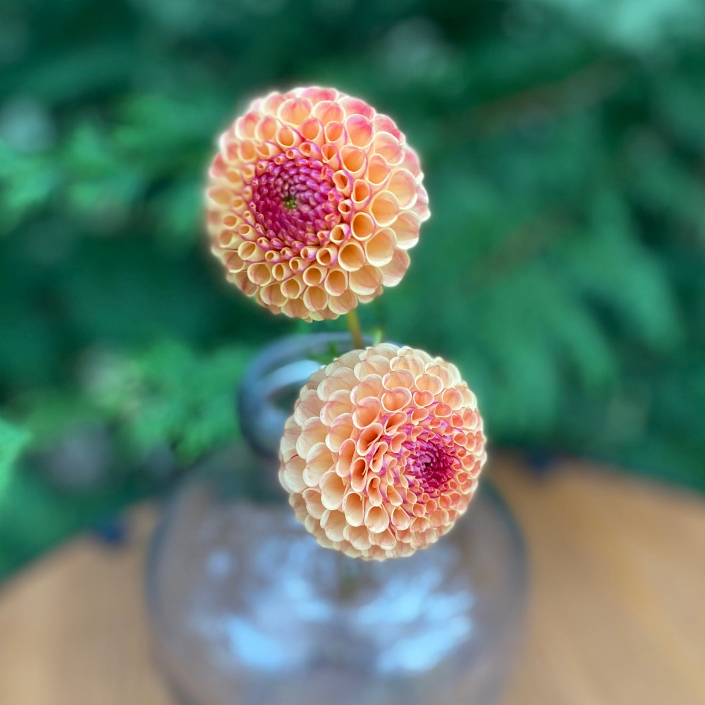 Rosemary Dawn (Clump)