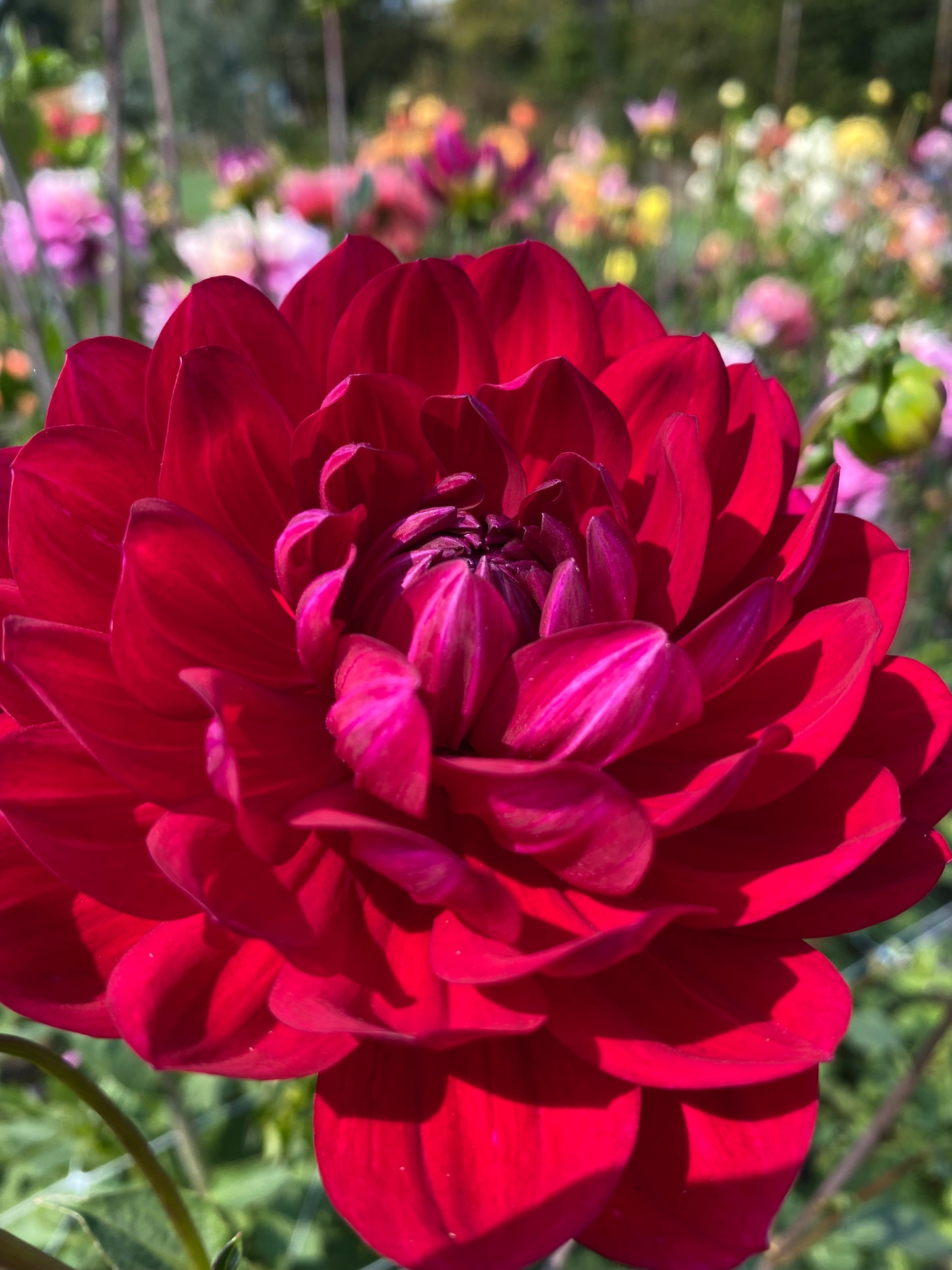 Sandia Claire (limit 1)