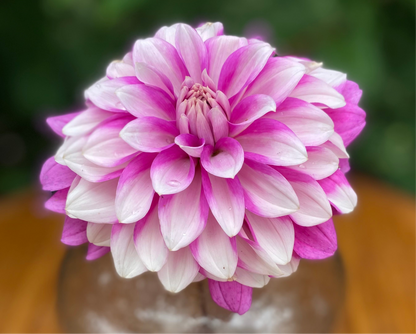 WBs Misbehaven (Limit 1)