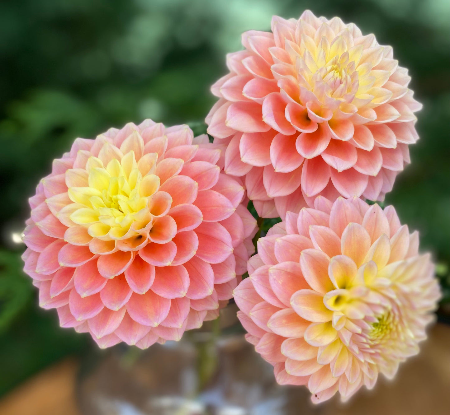 Sugartown Sunrise (clump)