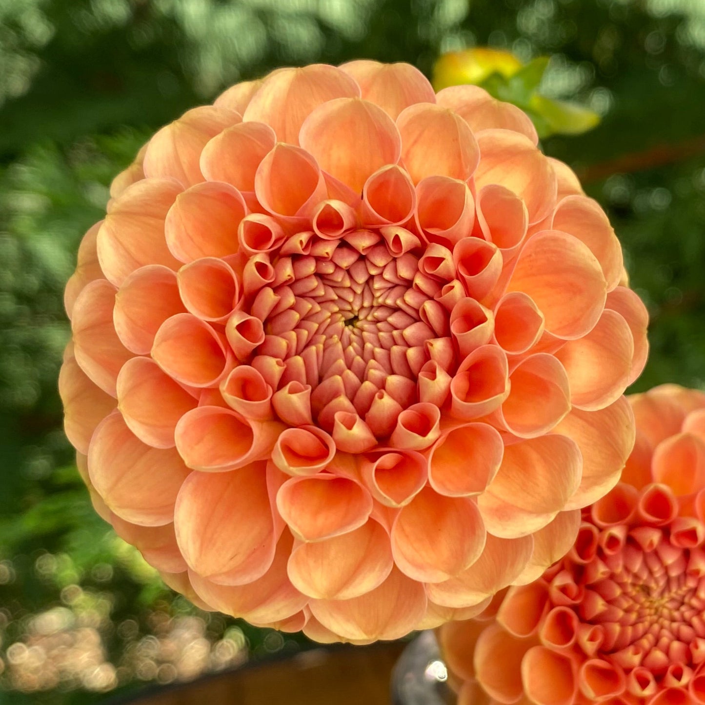 Hapet Amber (Limit 1)